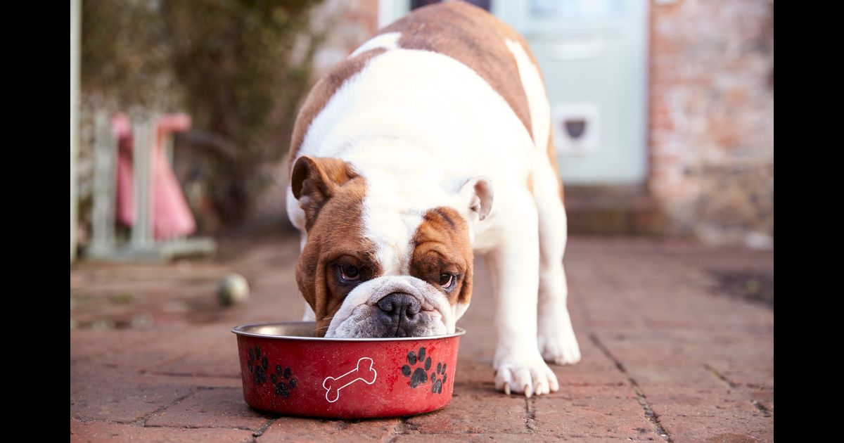 Melhores alimentos para cães com alergias
