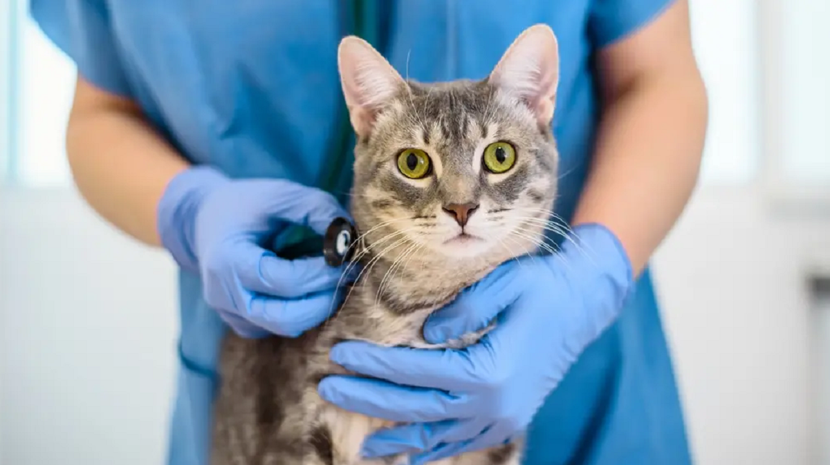 Gato em laboratório veterinário
