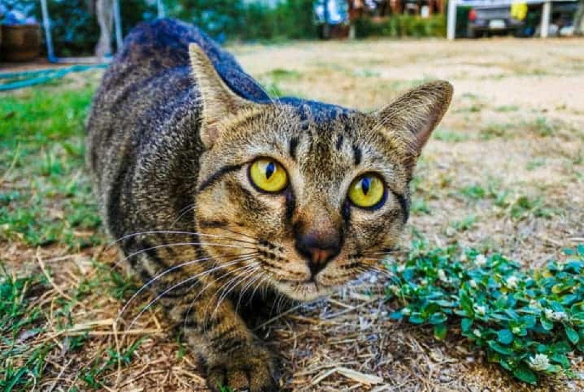 Panleucopenia felina, como cuidar?