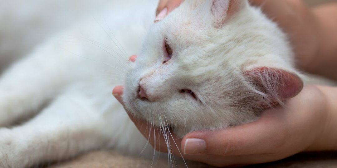 Panleucopenia felina em gatos