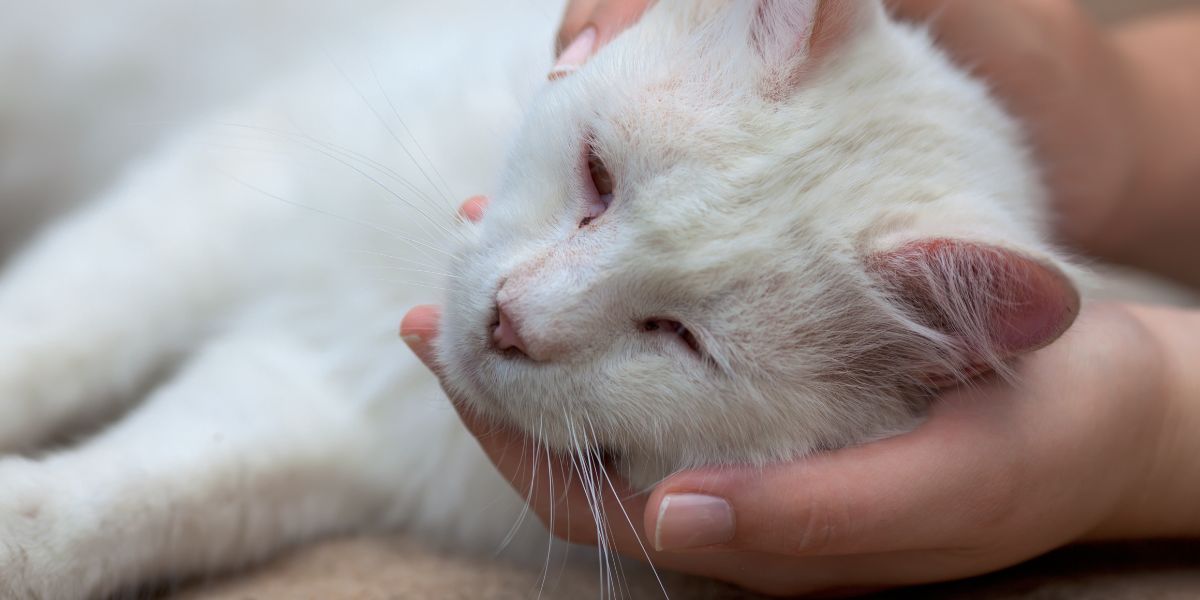 Panleucopenia felina: sinais de alerta e diagnóstico precoce 1 Panleucopenia felina em gatos